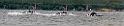 D2009-020-366-368u