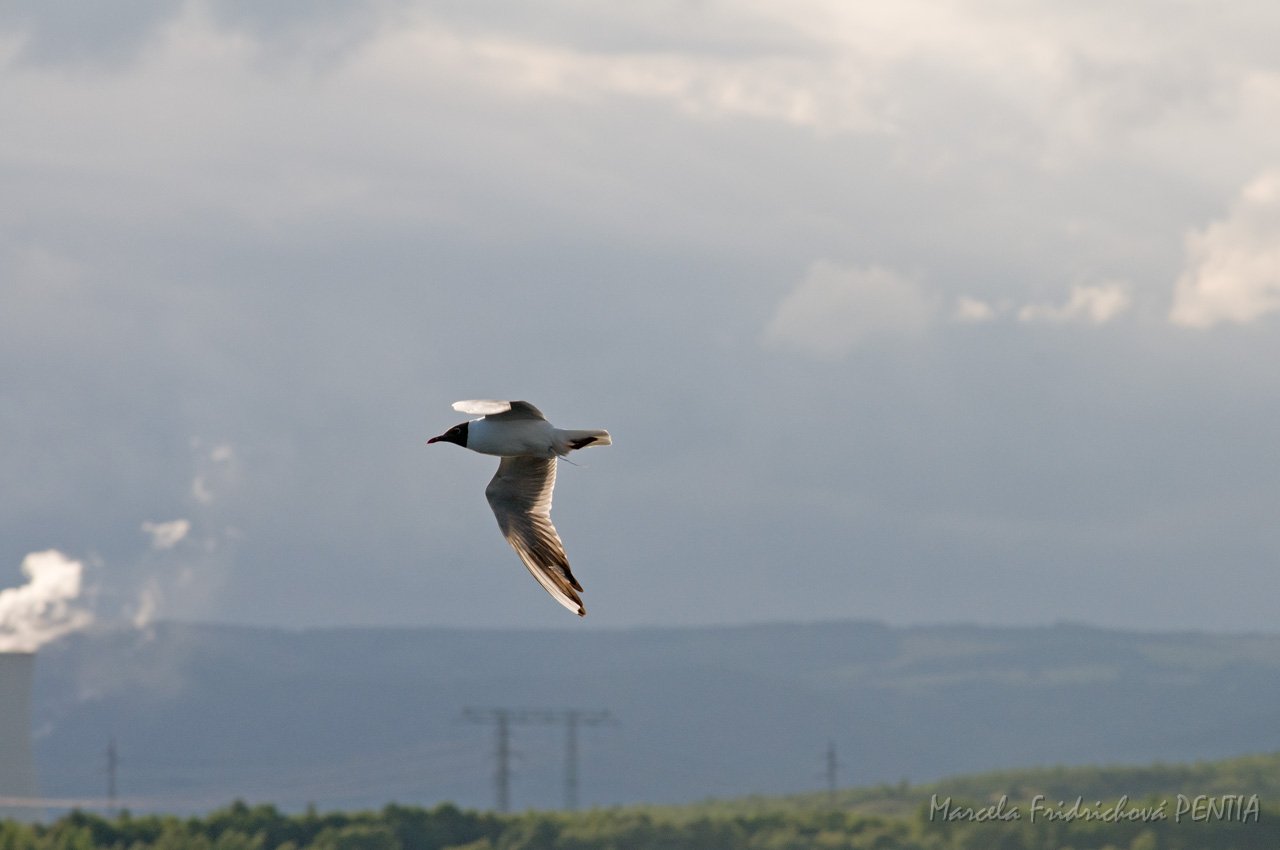 D2011-007-1477.jpg