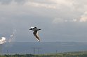 D2011-007-1477